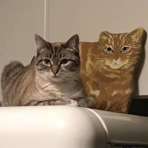 Meet your Posher, Donna